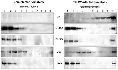 The Involvement of Heat Shock Proteins in the Establishment of Tomato Yellow Leaf Curl Virus Infection